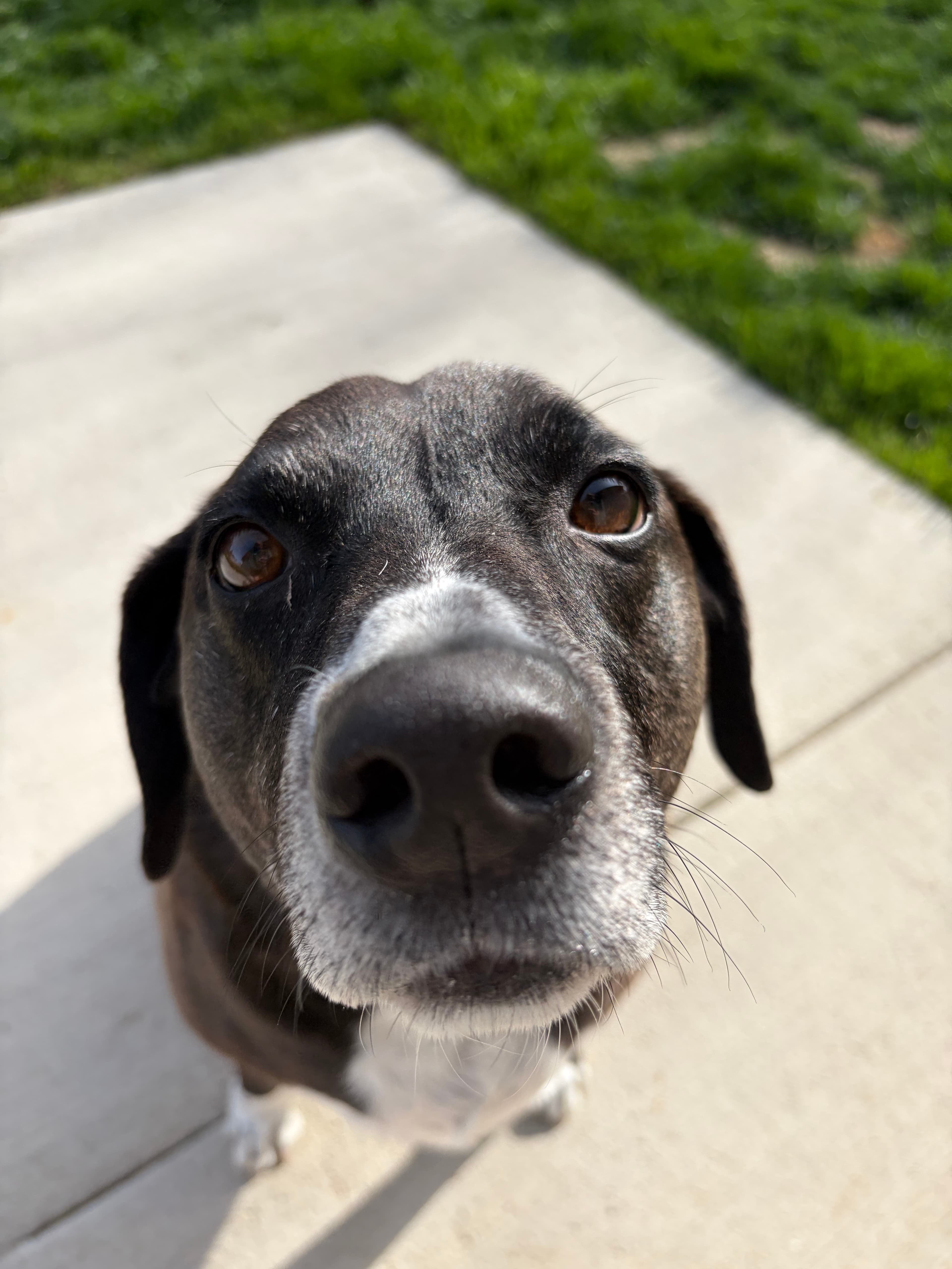 Happy Tails pet