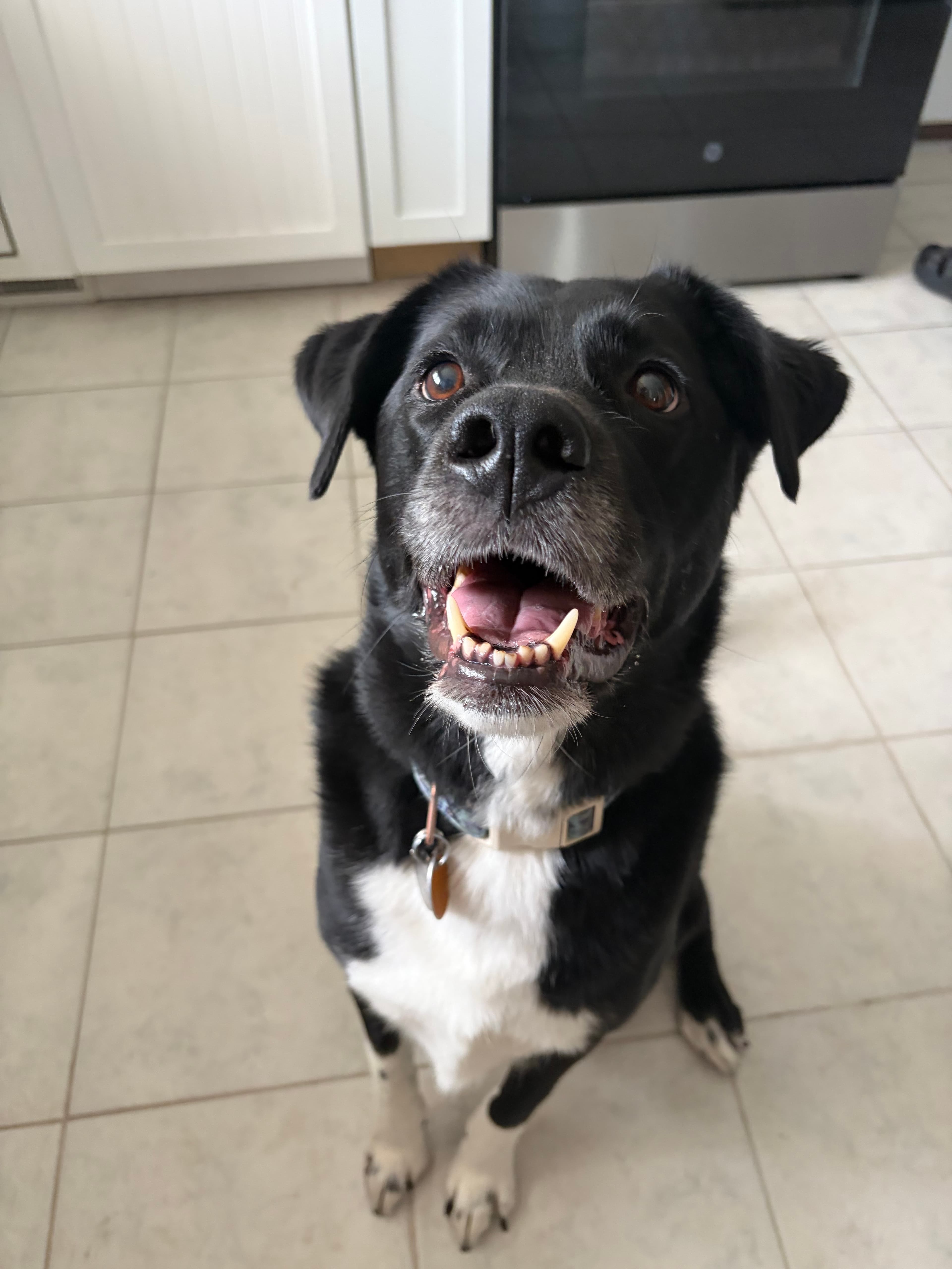 Happy Tails pet