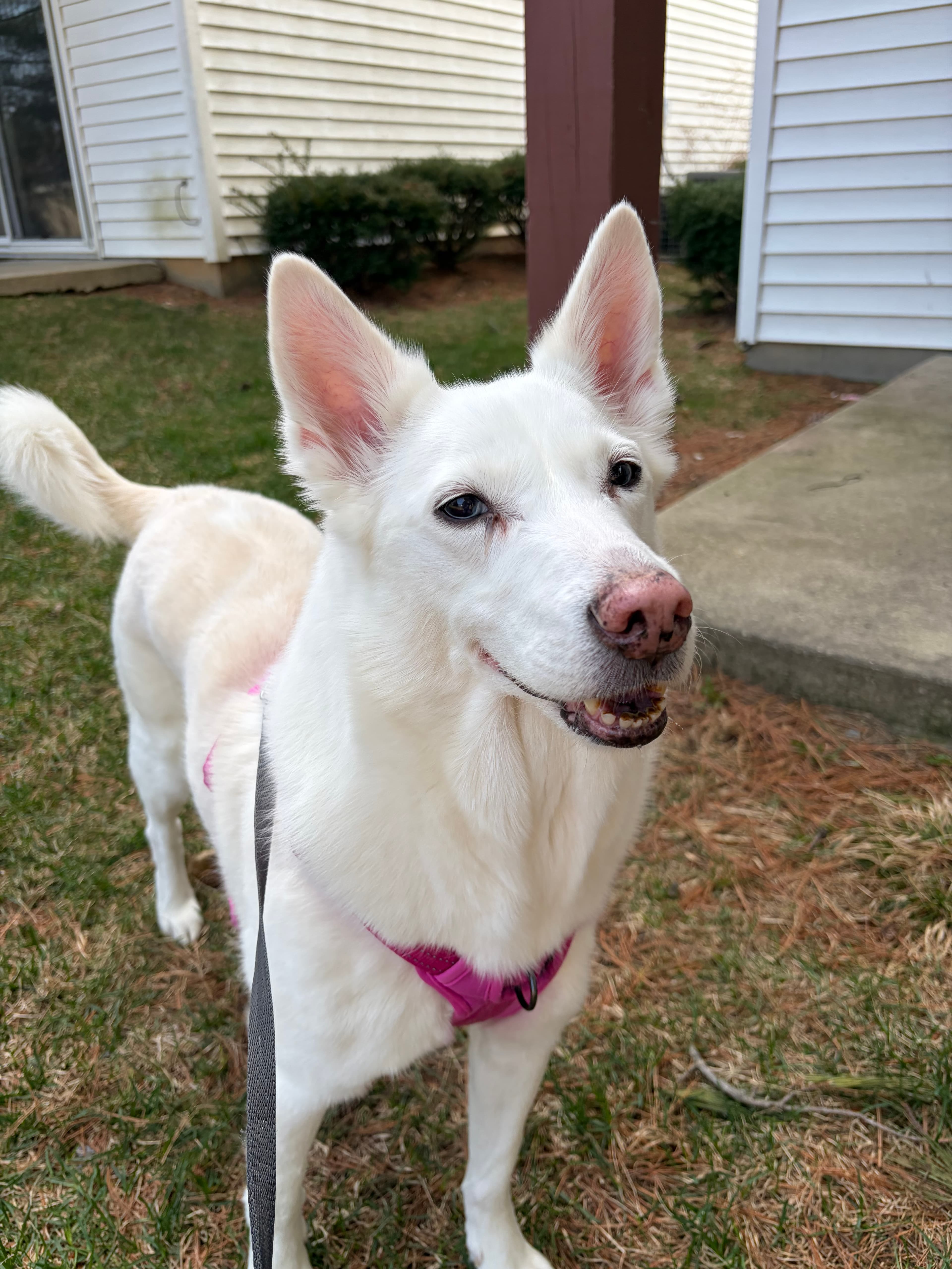 Happy Tails pet